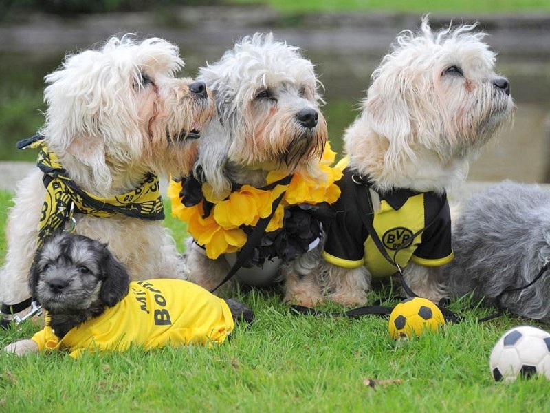 Die Messe Hund und Heimtier wird am Freitag, 11. Mai 2012, eröffnet. Zum Fototermin kamen die in BVB Trikots gekleideten Dandie Dinmont Terrier  vor die Westfalenhalle.Foto: Franz Luthe