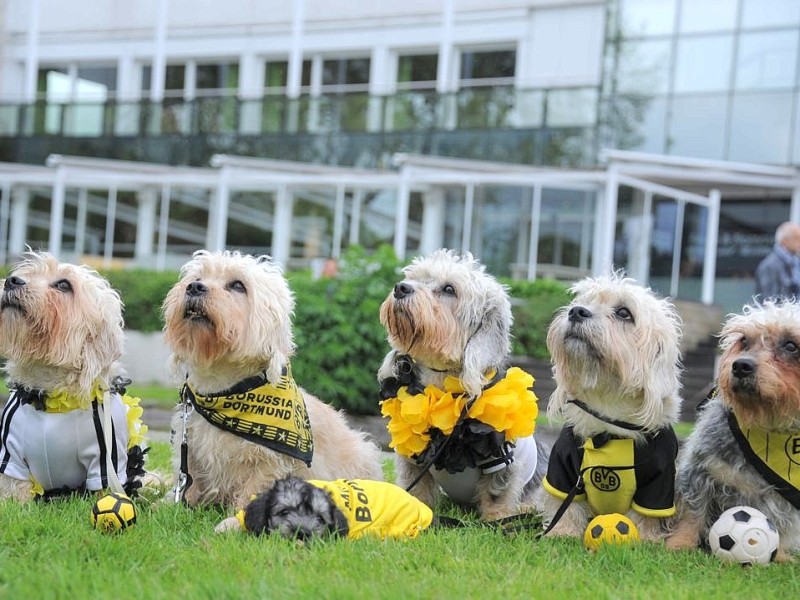 Die Messe Hund und Heimtier wird am Freitag, 11. Mai 2012, eröffnet. Zum Fototermin kam Ramona Teschner mit ihrem weißen Schäferhund "Aron" vor die Westfalenhalle.Foto: Franz Luthe