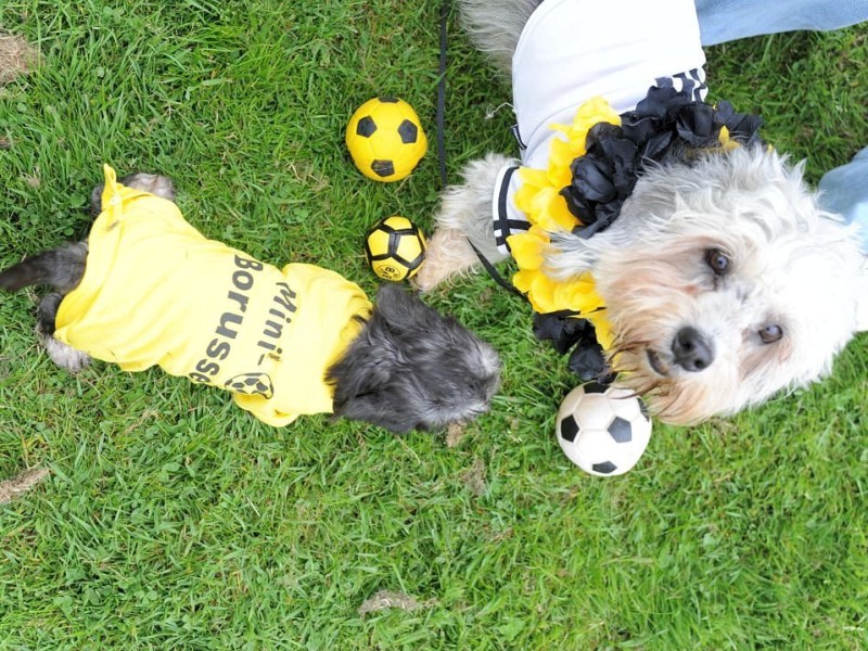 Die Messe Hund und Heimtier wird am Freitag, 11. Mai 2012, eröffnet. Zum Fototermin kamen die in BVB Trikots gekleideten Dandie Dinmont Terrier  vor die Westfalenhalle.Foto: Franz Luthe