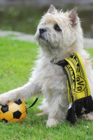 Die Messe Hund und Heimtier wird am Freitag, 11. Mai 2012, eröffnet. Zum Fototermin kam Ramona Teschner mit ihrem weißen Schäferhund "Aron" vor die Westfalenhalle.Foto: Franz Luthe