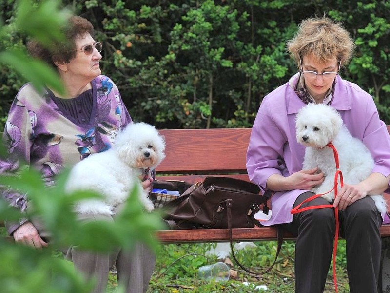 Die Messe Hund und Heimtier wird am Freitag, 11. Mai 2012, eröffnet. Zum Fototermin kam Ramona Teschner mit ihrem weißen Schäferhund "Aron" vor die Westfalenhalle.Foto: Franz Luthe