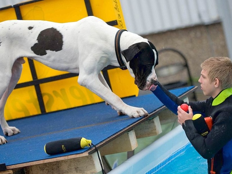 Messerundgang über die Hund & Heimtier in den Westfalenhalle Dortmund.