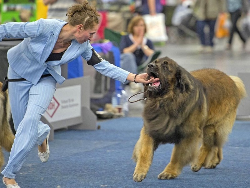 Messerundgang über die Hund & Heimtier in den Westfalenhalle Dortmund.