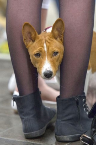 Messerundgang über die Hund & Heimtier in den Westfalenhalle Dortmund.