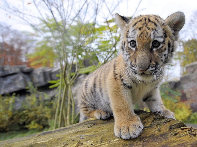 Schon vor zwei Jahren verzückten die kleinen Tigerbabys Tschuna und Daseep die Besucher des Wuppertaler Zoos. Der Zoo nahm die beiden Kleinen auf, nachdem sich die Muttertiere nicht ausreichend um ihre Babys gekümmert hatten.