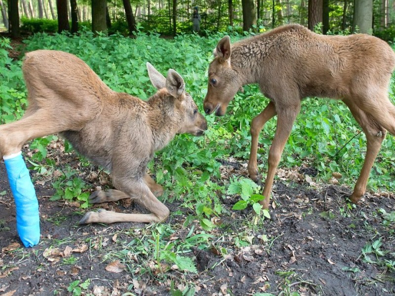 Betäubt und verarztet – nachdem sich der kleine Elch „Herbert“ ein Bein gebrochen hat, haben Tierärzte das verletzte Bein geschient und gegipst.