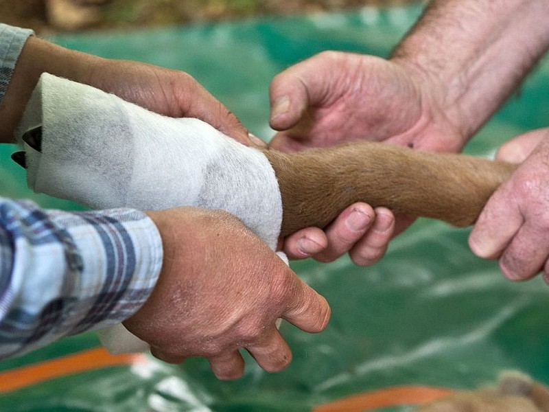 Betäubt und verarztet – nachdem sich der kleine Elch „Herbert“ ein Bein gebrochen hat, haben Tierärzte das verletzte Bein geschient und gegipst.