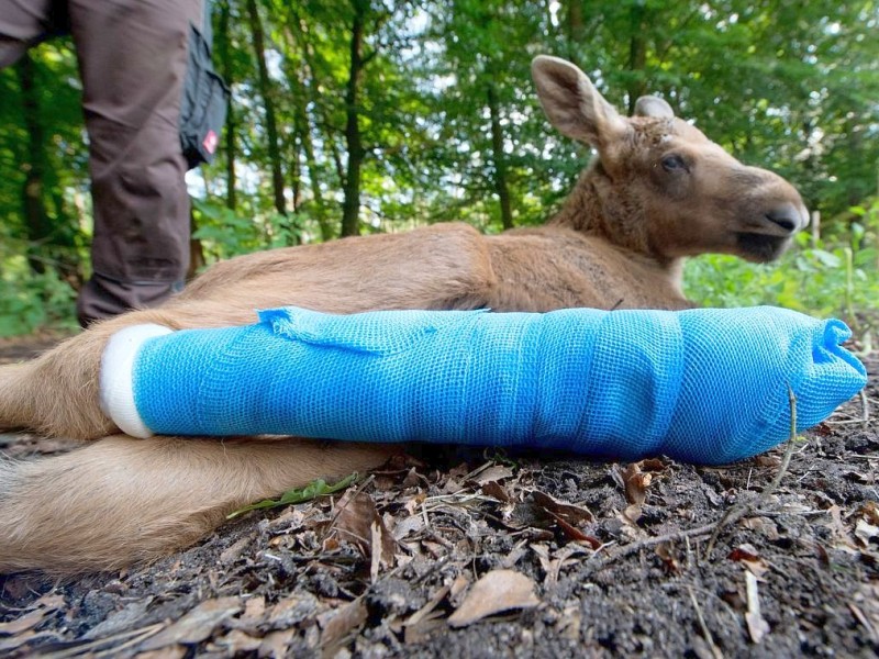 Betäubt und verarztet – nachdem sich der kleine Elch „Herbert“ ein Bein gebrochen hat, haben Tierärzte das verletzte Bein geschient und gegipst.