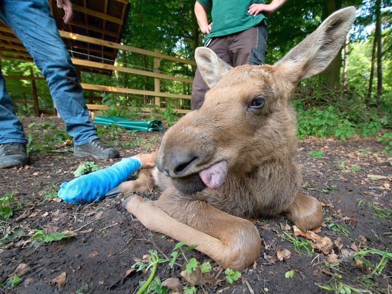 Betäubt und verarztet – nachdem sich der kleine Elch „Herbert“ ein Bein gebrochen hat, haben Tierärzte das verletzte Bein geschient und gegipst.