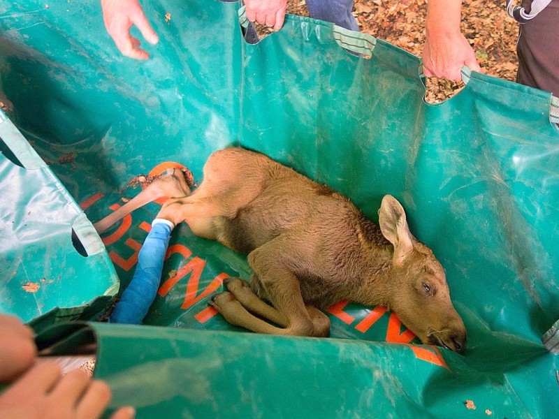 Betäubt und verarztet – nachdem sich der kleine Elch „Herbert“ ein Bein gebrochen hat, haben Tierärzte das verletzte Bein geschient und gegipst.