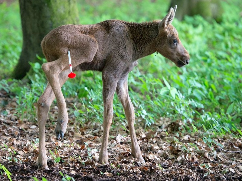 Betäubt und verarztet – nachdem sich der kleine Elch „Herbert“ ein Bein gebrochen hat, haben Tierärzte das verletzte Bein geschient und gegipst.