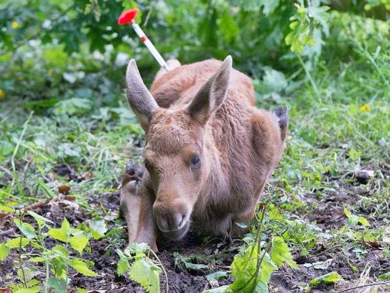 Betäubt und verarztet – nachdem sich der kleine Elch „Herbert“ ein Bein gebrochen hat, haben Tierärzte das verletzte Bein geschient und gegipst.