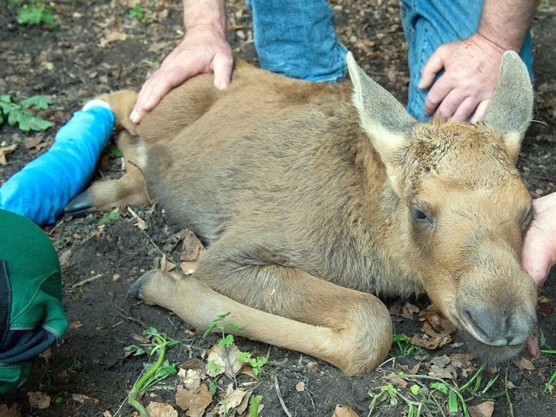 Betäubt und verarztet – nachdem sich der kleine Elch „Herbert“ ein Bein gebrochen hat, haben Tierärzte das verletzte Bein geschient und gegipst.