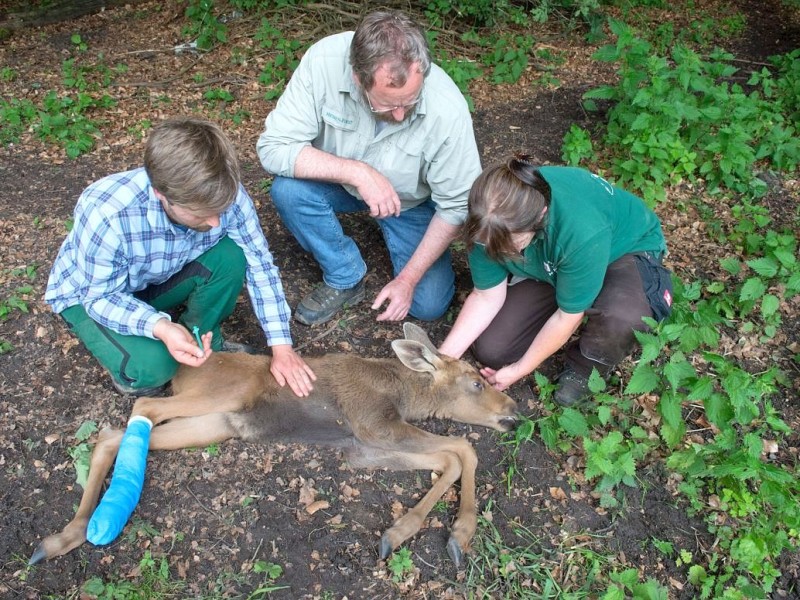 Betäubt und verarztet – nachdem sich der kleine Elch „Herbert“ ein Bein gebrochen hat, haben Tierärzte das verletzte Bein geschient und gegipst.