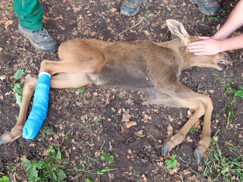 Betäubt und verarztet – nachdem sich der kleine Elch „Herbert“ ein Bein gebrochen hat, haben Tierärzte das verletzte Bein geschient und gegipst.