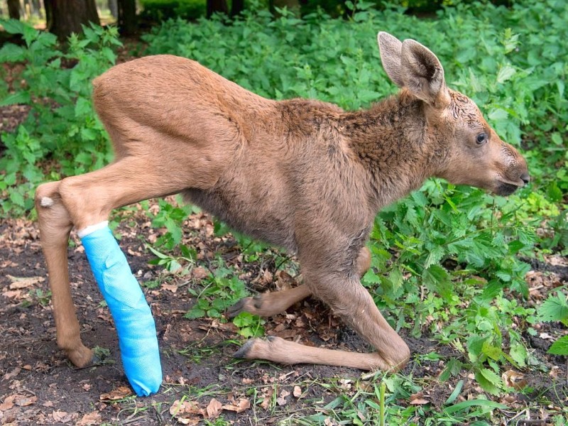 Betäubt und verarztet – nachdem sich der kleine Elch „Herbert“ ein Bein gebrochen hat, haben Tierärzte das verletzte Bein geschient und gegipst.