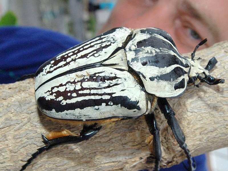 Kein kleiner Käfer: Der Goliathkäfer ist in West- und Zentralafrika beheimatet, wo sie Regenwälder und Baumsavannen bewohnen.
