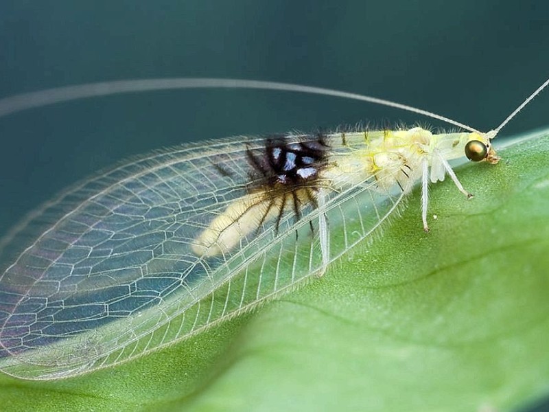 Auf die Florfliege wurden Biologen durch ein Bild auf der Internetseite des Fotodienstes Flickr aufmerksam. Über Umwege identifizierten sie das Insekt als neue Art und benannten es nach der Tochter des Fotografen, Jade: Semachrysa jade.