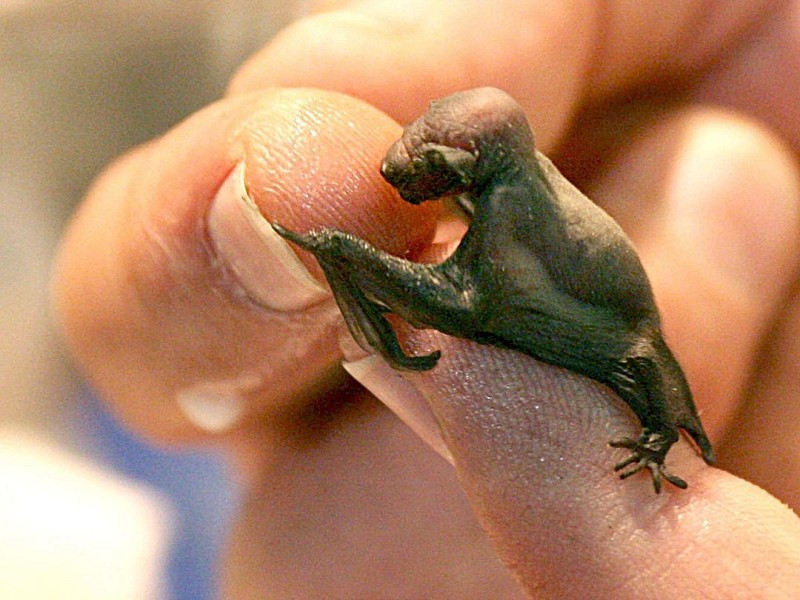 Oh je, so klein - und auch ein Tier: ein genau eine Woche junges Zwergfledermaus-Baby.