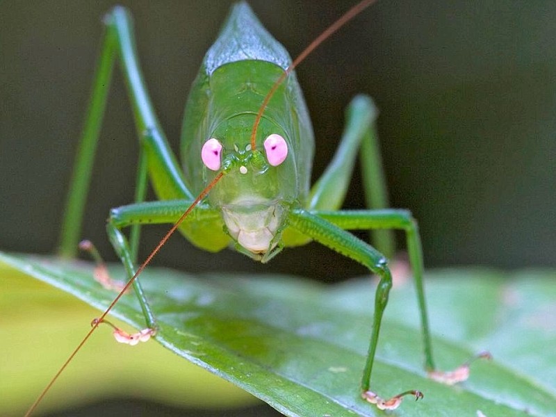 ... im Jahr 2010 gleich mehrere bisher unbekannte Spezies entdeckt. So auch diese Laubheuschrecke mit pinken Augen. Andere lustige Tiere sind schon länger bekannt, wie etwa ...