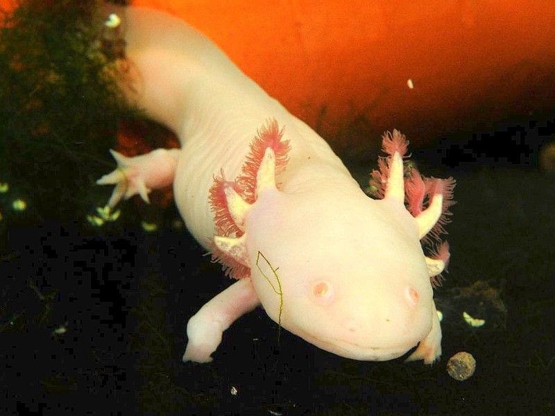 ... der Axolotl. Der Querzahn-Molch ist ein Regenerationswunder. Abgetrennte Gliedmaße und sogar Organe kann er wiederherstellen.