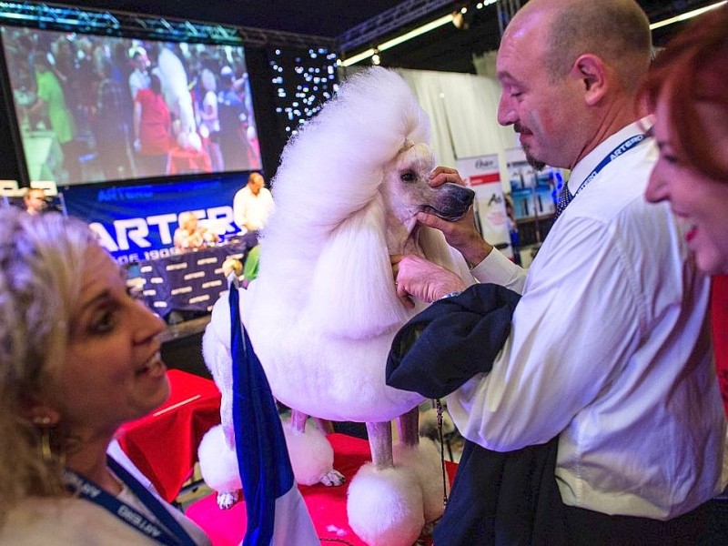 Waschen, Schneiden, Stylen: Hier wurden die Hunde schick gemacht. 17 Teams kämpften auf der Weltmeistschaft der Hundefriseure um den Titel.