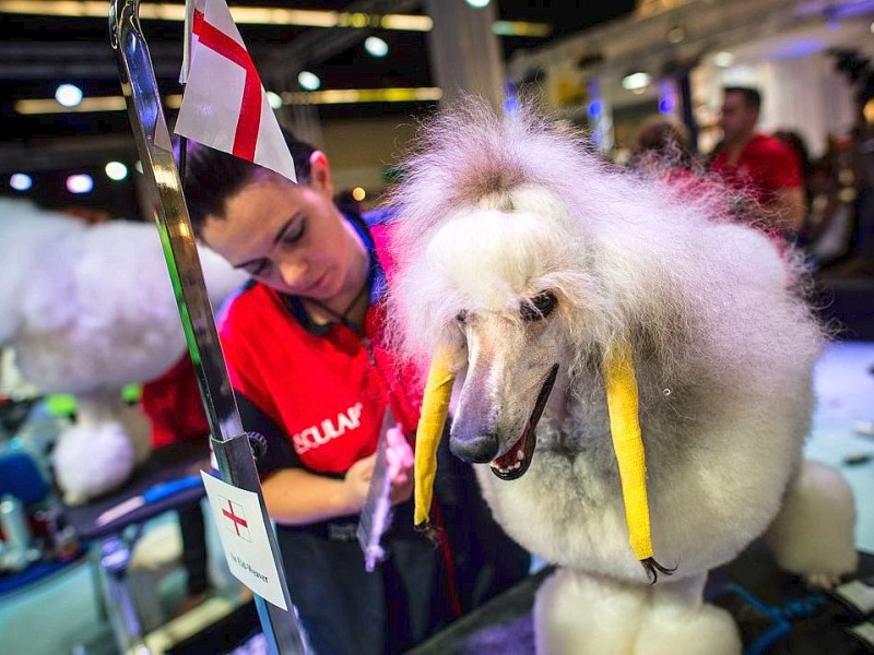 Waschen, Schneiden, Stylen: Hier wurden die Hunde schick gemacht. 17 Teams kämpften auf der Weltmeistschaft der Hundefriseure um den Titel.