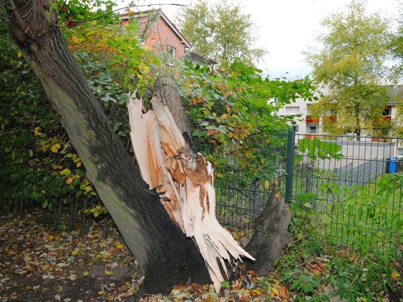 Sturmschäden in Bottrop:  Im Garten des evangelischen Kindergartens...