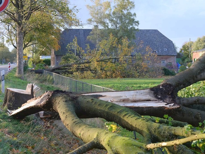 ...und weitere Bäume, wie das Foto aus dem Ortsteil Hasselt zeigt.