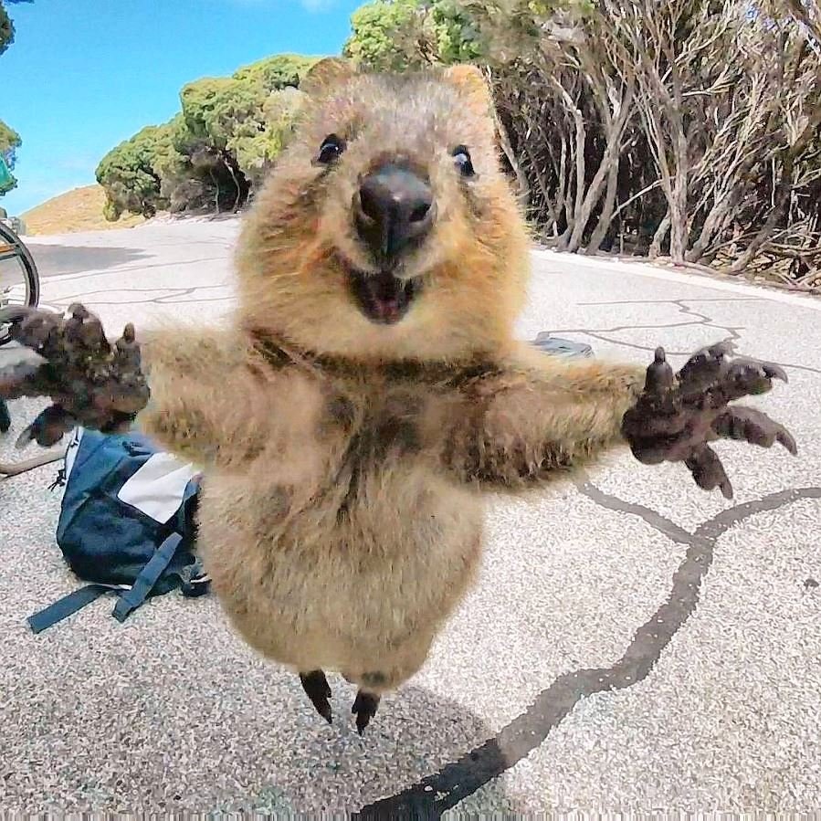 Quokkas - Kennst du schon die süßesten, liebsten und bestgelaunten  Selfie-Tiere der Welt? - DerWesten.de