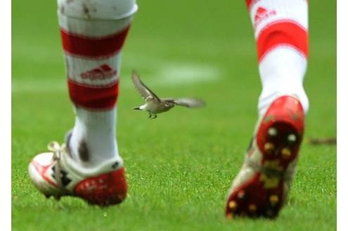 Ein Spatz ist noch lange keine Schwalbe: Ein Vogel fliegt zwischen den Beinen von Luca Toni (Bayern).