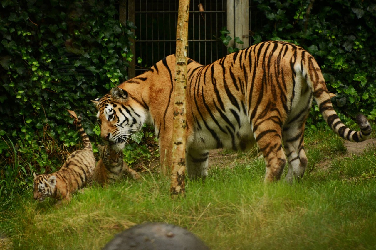 Mama Dasha passt schön auf die Tigerbande auf.