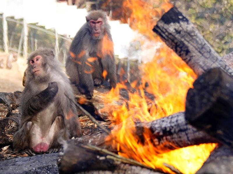 Affen wärmen sich an einem Feuer im "Japan Monkey Centre".