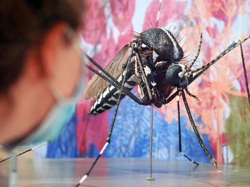 Das Zika-Virus wird von Mücken übertragen - in den Verbreitungsgebieten empfiehlt sich konsequenter Schutz vor Stichen.