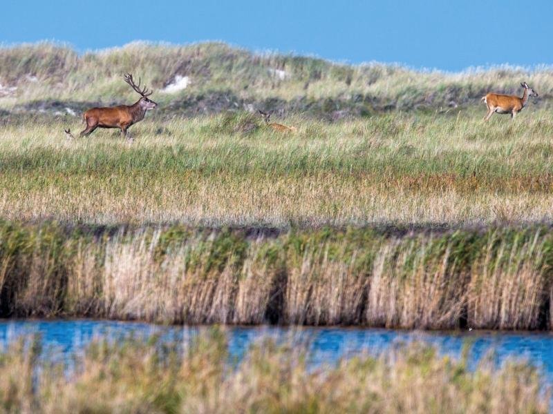 Der Nationalpark Vorpommersche Boddenlandschaft bietet auch Rothirschen ein Zuhause - die Tiere wurden vom Menschen bloß in die Wälder verdrängt.