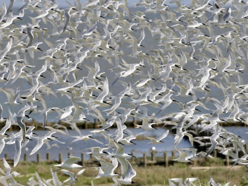 Die stark bedrohte Brandseeschwalbe ist Titelvogel der Zugvogeltage im Wattenmeer, die am 9. Oktober beginnen.