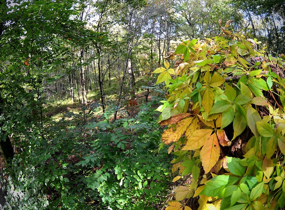 Herbstwald.jpg