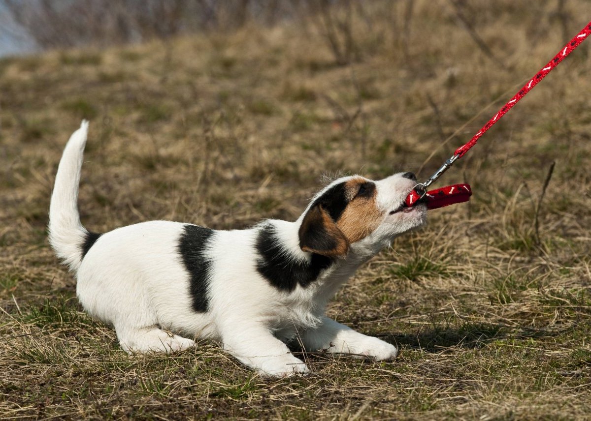 Hund.jpg