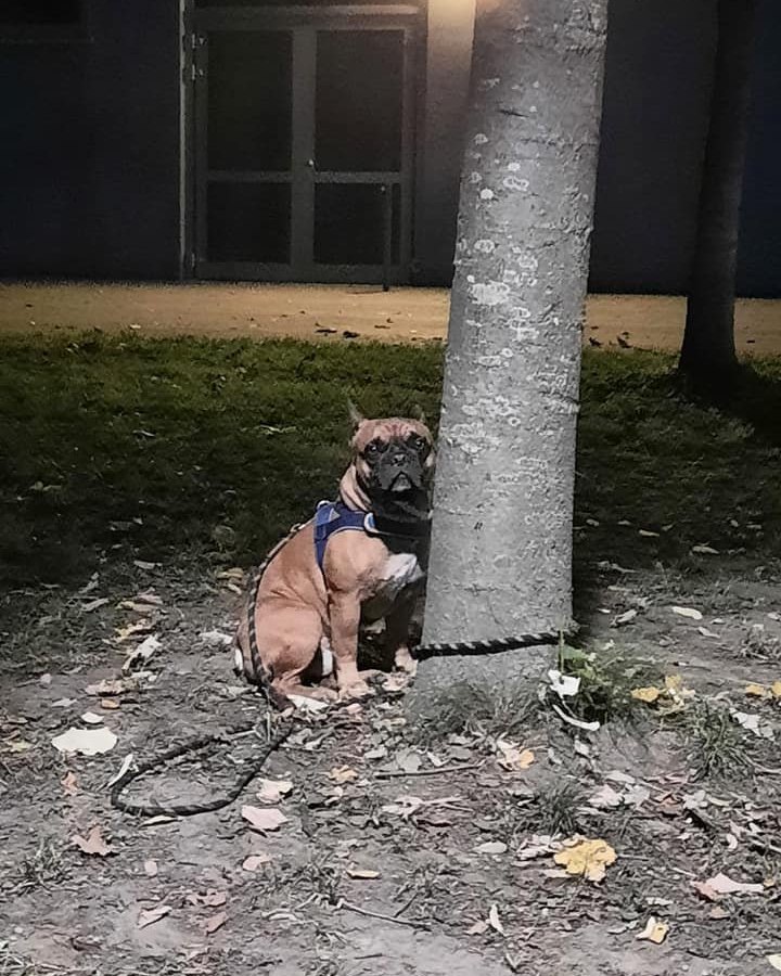 Hund Dortmund.jpg