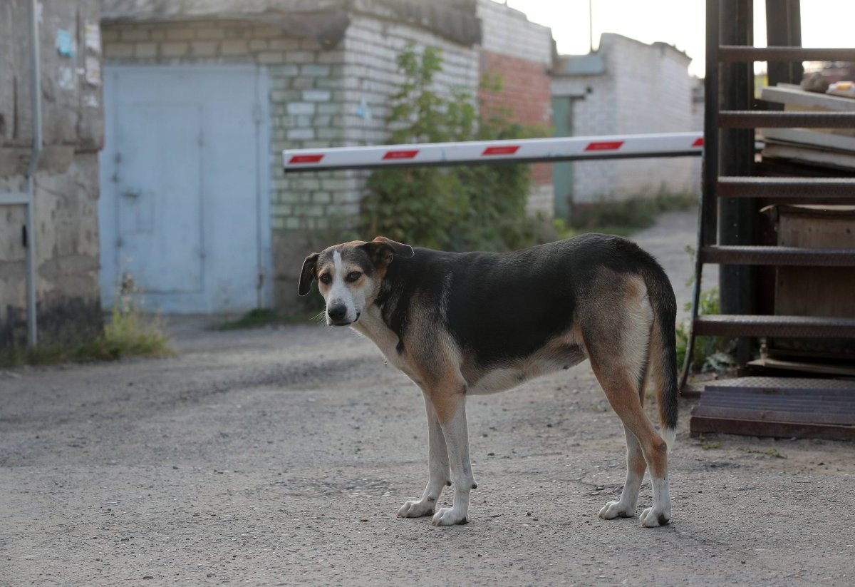 Hund Dortmund.jpg