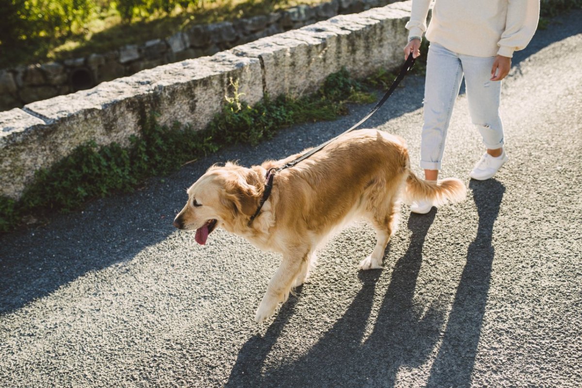 Hund Gassi.jpg