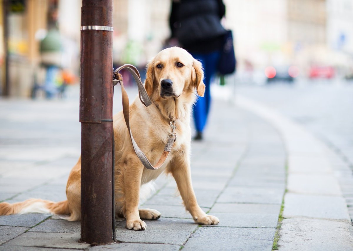 Hund NRW Balu.jpg