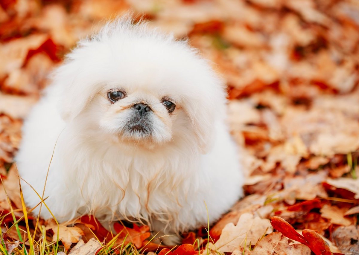 Hund_NRW_Pekinese.jpg