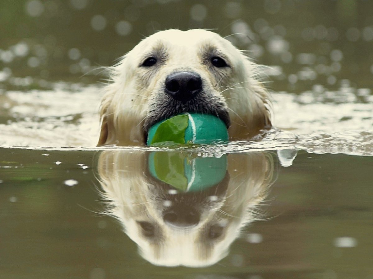 Hund schwimmt im See.jpg