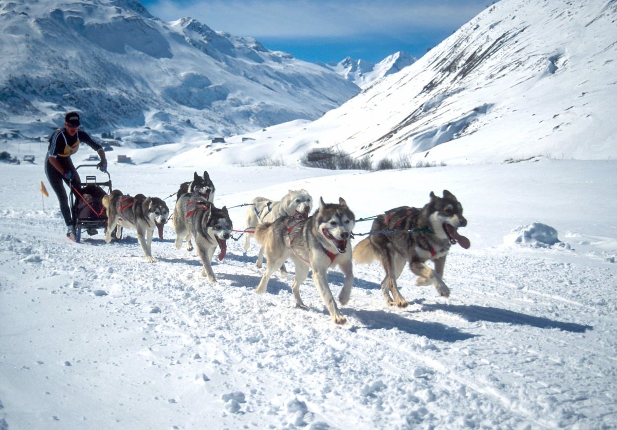 Husky Schlittenhundrennen Winter.JPG