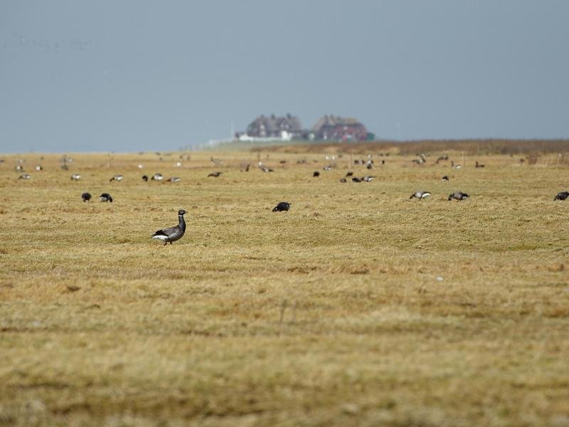 Im Nationalpark Wattenmeerregion werden Rast- und Brutvögel immer wieder durch frei laufende Hunde gestört.