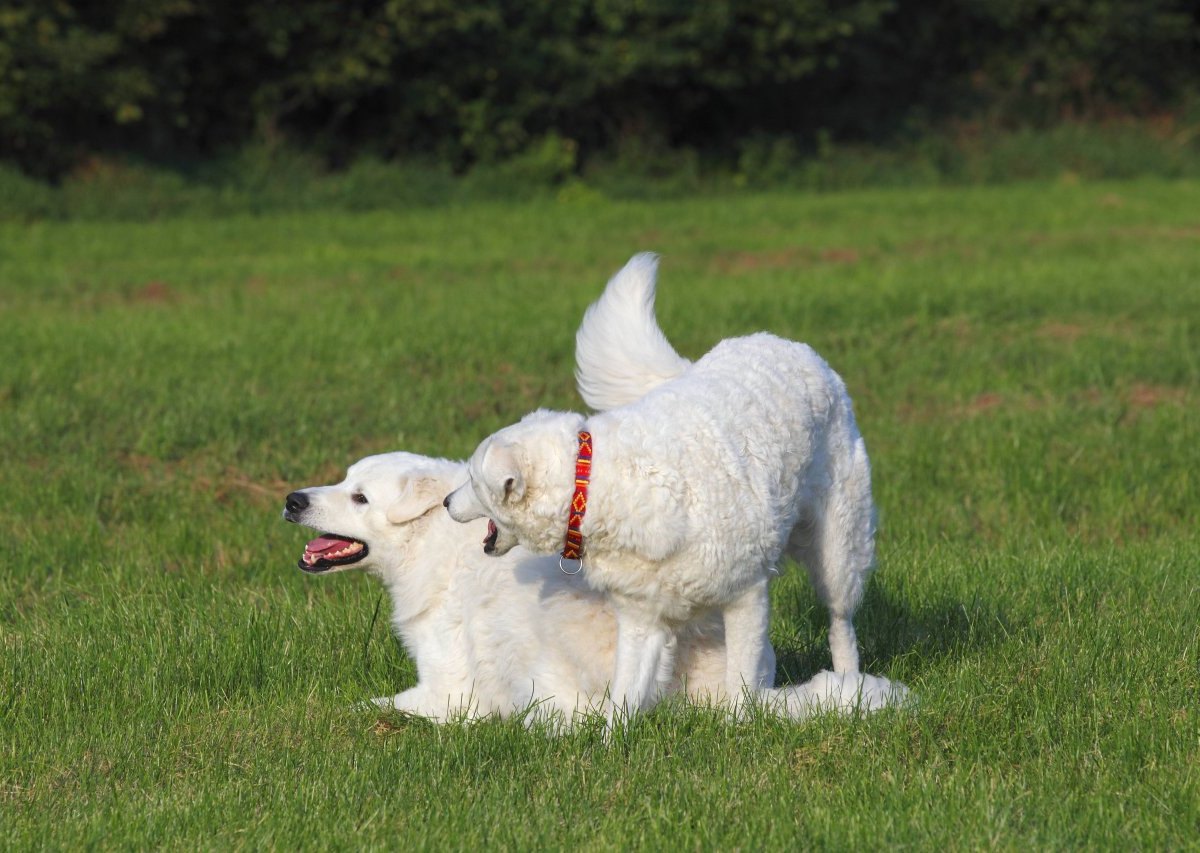 NRW Hunde Kaarst.jpg