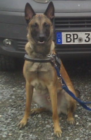 Polizeihund Ivo wurde am Sonntag zum großen Helden.