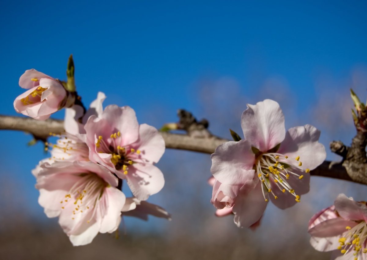 Reise Tourismus Mandelblüte Deutsche Weinstraße.jpg