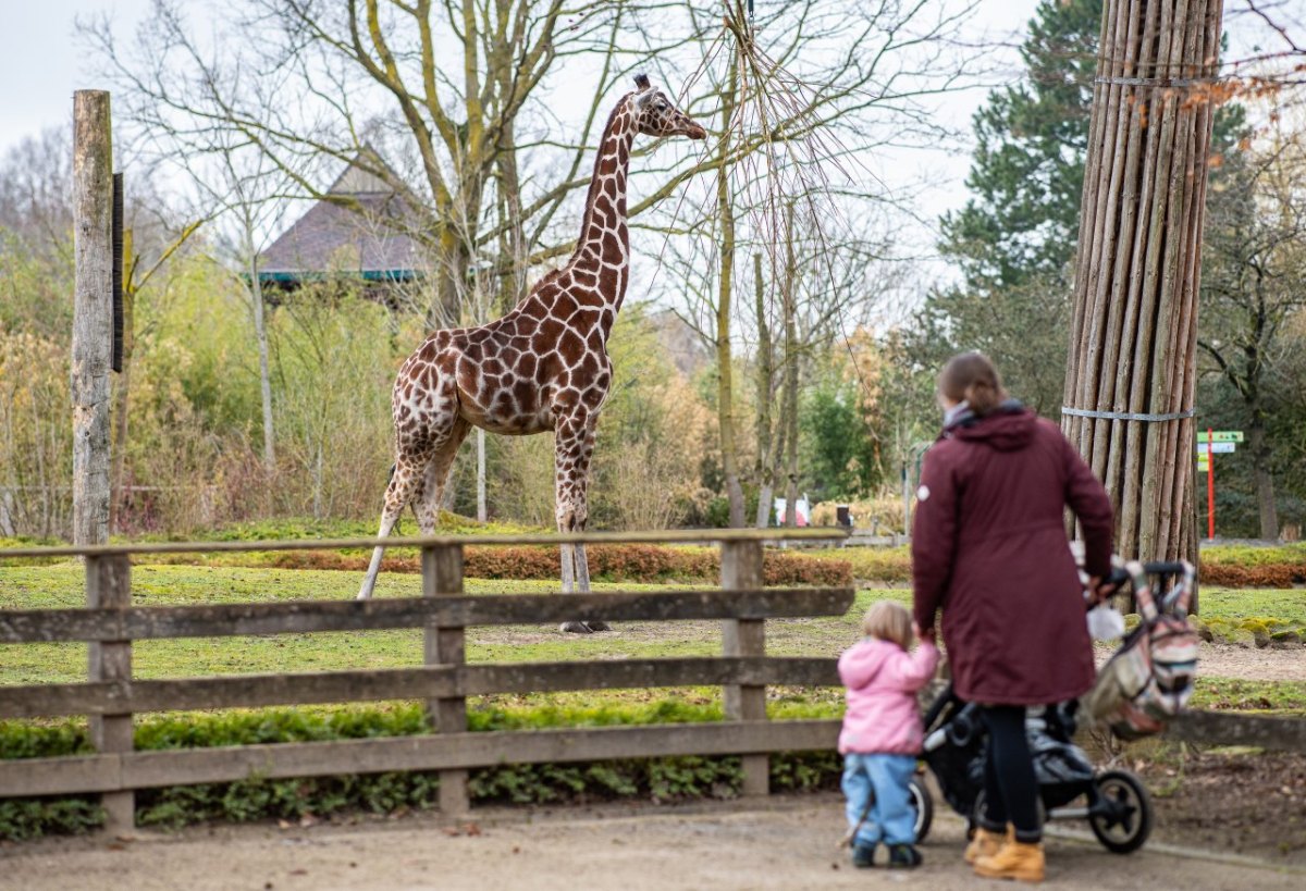 Zoo-MÃ¼nster.jpg